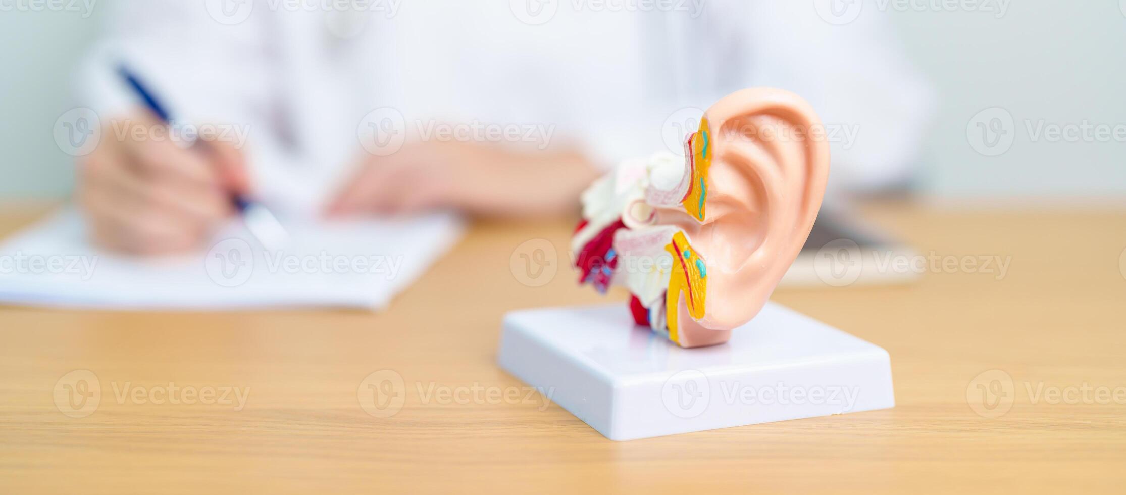 Doctor with human Ear anatomy model. Ear disease, Atresia, Otitis Media, Pertorated Eardrum, Meniere syndrome, otolaryngologist, Ageing Hearing Loss, Schwannoma and Health photo