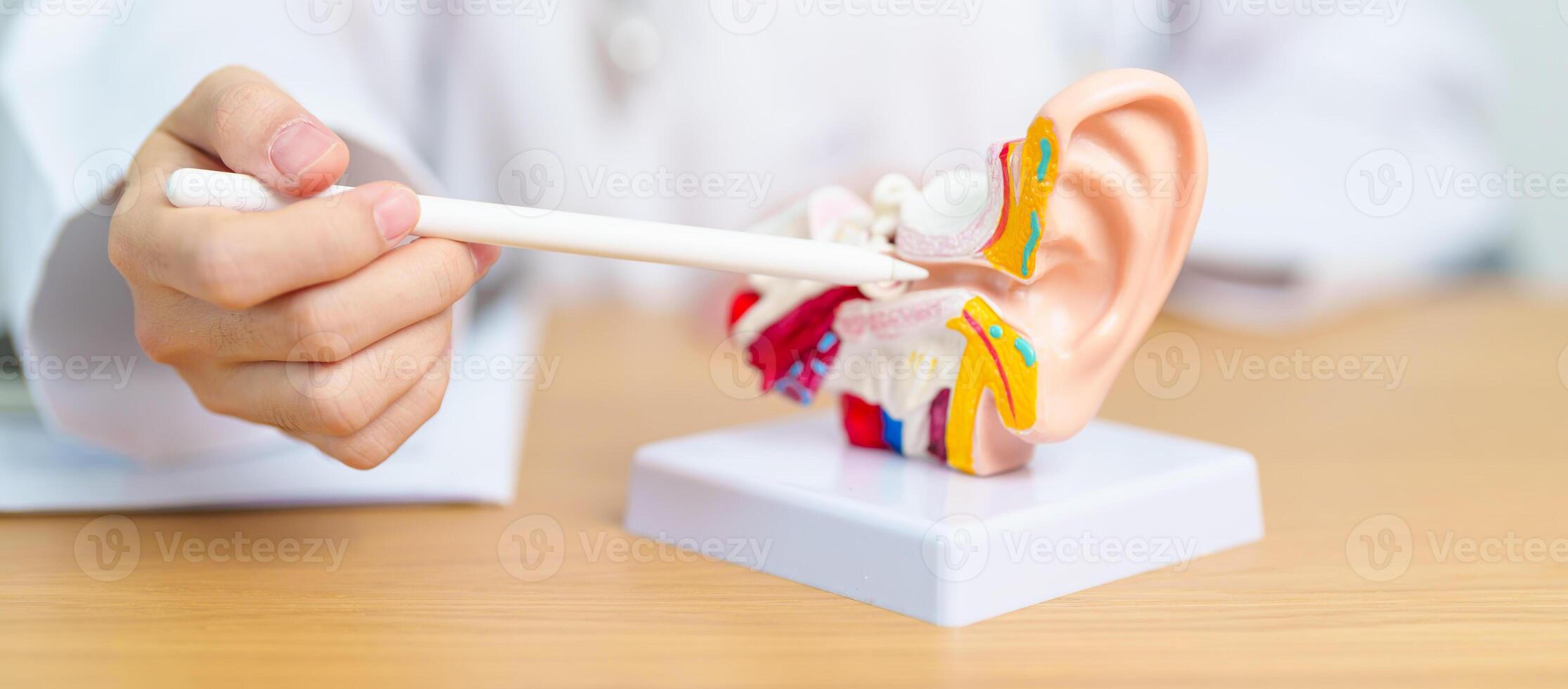 Doctor with human Ear anatomy model. Ear disease, Atresia, Otitis Media, Pertorated Eardrum, Meniere syndrome, otolaryngologist, Ageing Hearing Loss, Schwannoma and Health photo