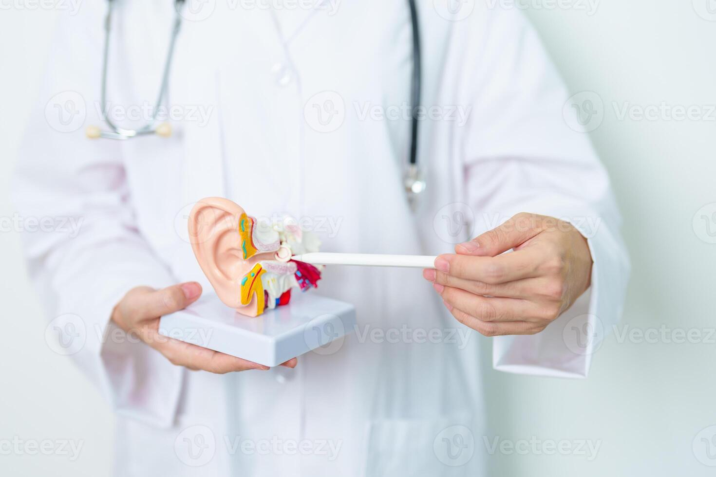 Doctor with human Ear anatomy model. Ear disease, Atresia, Otitis Media, Pertorated Eardrum, Meniere syndrome, otolaryngologist, Ageing Hearing Loss, Schwannoma and Health photo