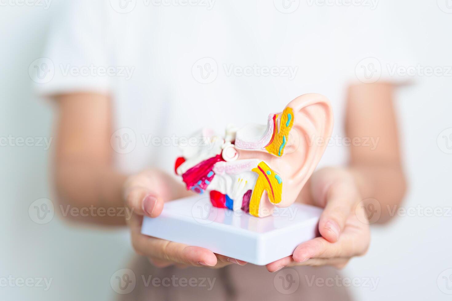 Woman holding human Ear anatomy model. Ear disease, Atresia, Otitis Media, Pertorated Eardrum, Meniere syndrome, otolaryngologist, Ageing Hearing Loss, Schwannoma and Health photo