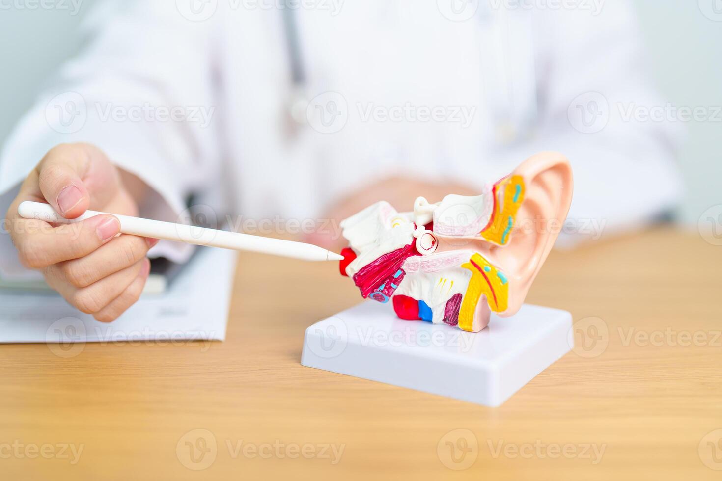 Doctor with human Ear anatomy model. Ear disease, Atresia, Otitis Media, Pertorated Eardrum, Meniere syndrome, otolaryngologist, Ageing Hearing Loss, Schwannoma and Health photo