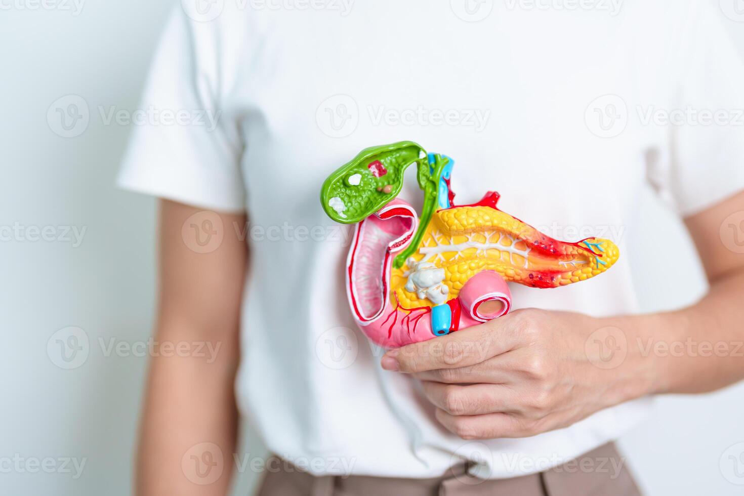 Woman holding human Pancreatitis anatomy model with Pancreas, Gallbladder, Bile Duct, Duodenum, Small intestine. Pancreatic cancer, Acute and Chronic pancreatitis, Digestive system and Health concept photo