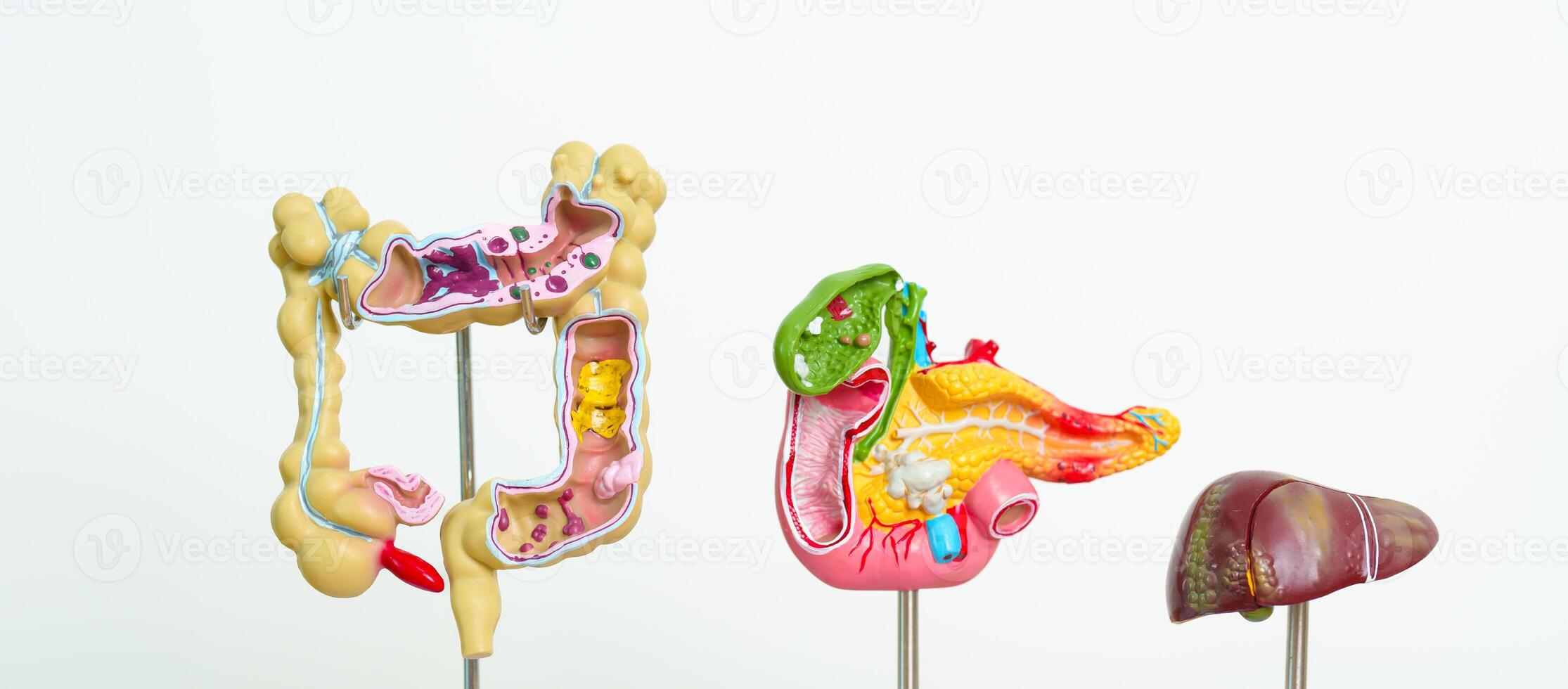 human Digestive system anatomy model, Pancreas, Gallbladder, Bile Duct, Liver and Colon Large Intestine. Disease, healthcare and Health concept photo