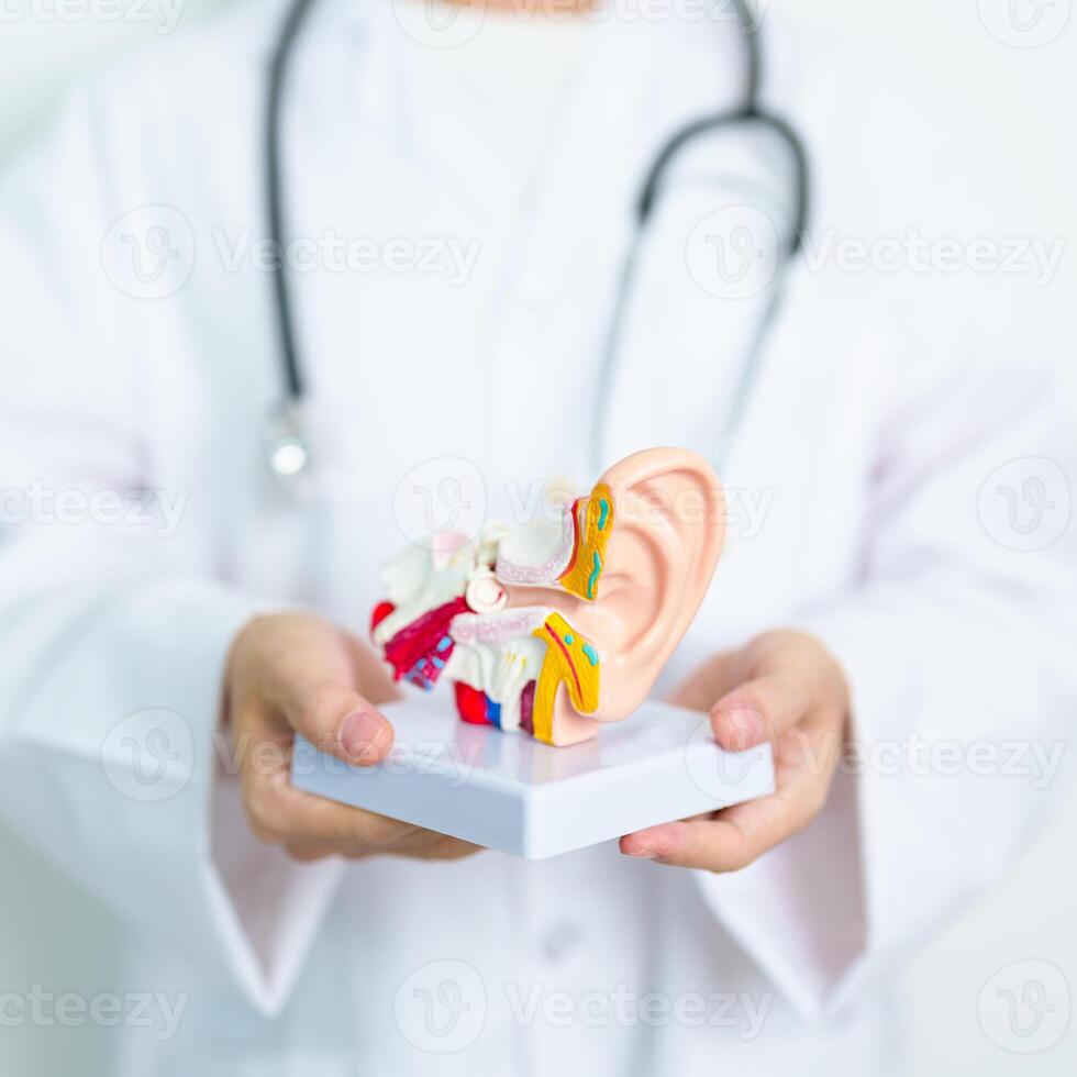 Doctor with human Ear anatomy model. Ear disease, Atresia, Otitis Media, Pertorated Eardrum, Meniere syndrome, otolaryngologist, Ageing Hearing Loss, Schwannoma and Health photo