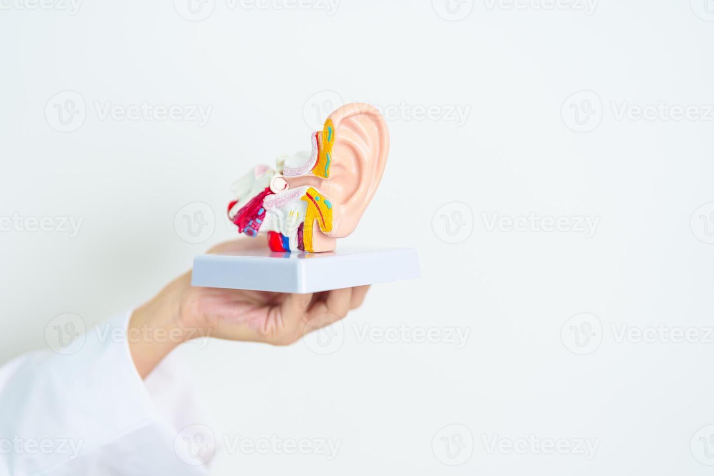 Doctor holding human Ear anatomy model. Ear disease, Atresia, Otitis Media, Pertorated Eardrum, Meniere syndrome, otolaryngologist, Ageing Hearing Loss, Schwannoma and Health photo
