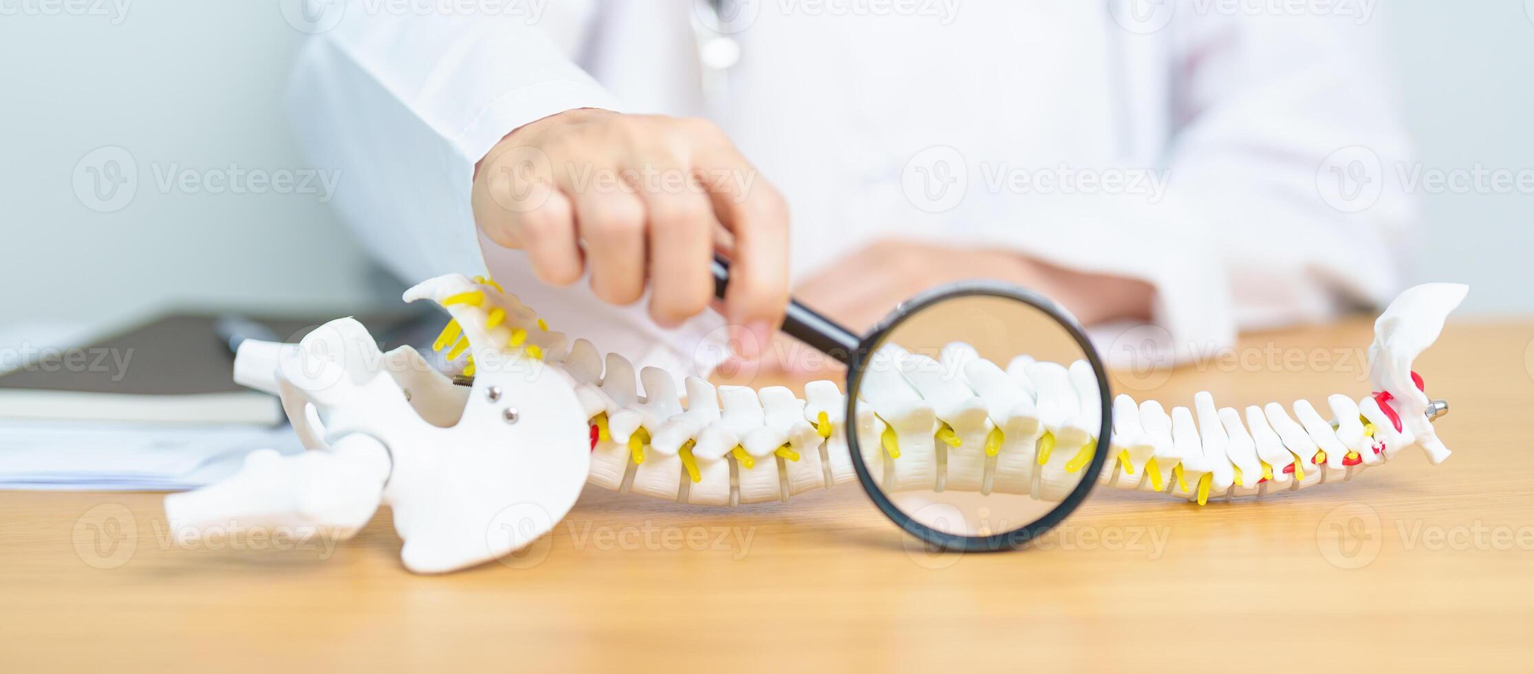 Doctor with human Spine anatomy model. Spinal Cord Disorder and disease, Back pain, Lumbar, Sacral pelvis, Cervical neck, Thoracic, Coccyx, Orthopedist, chiropractic, Office Syndrome and health photo