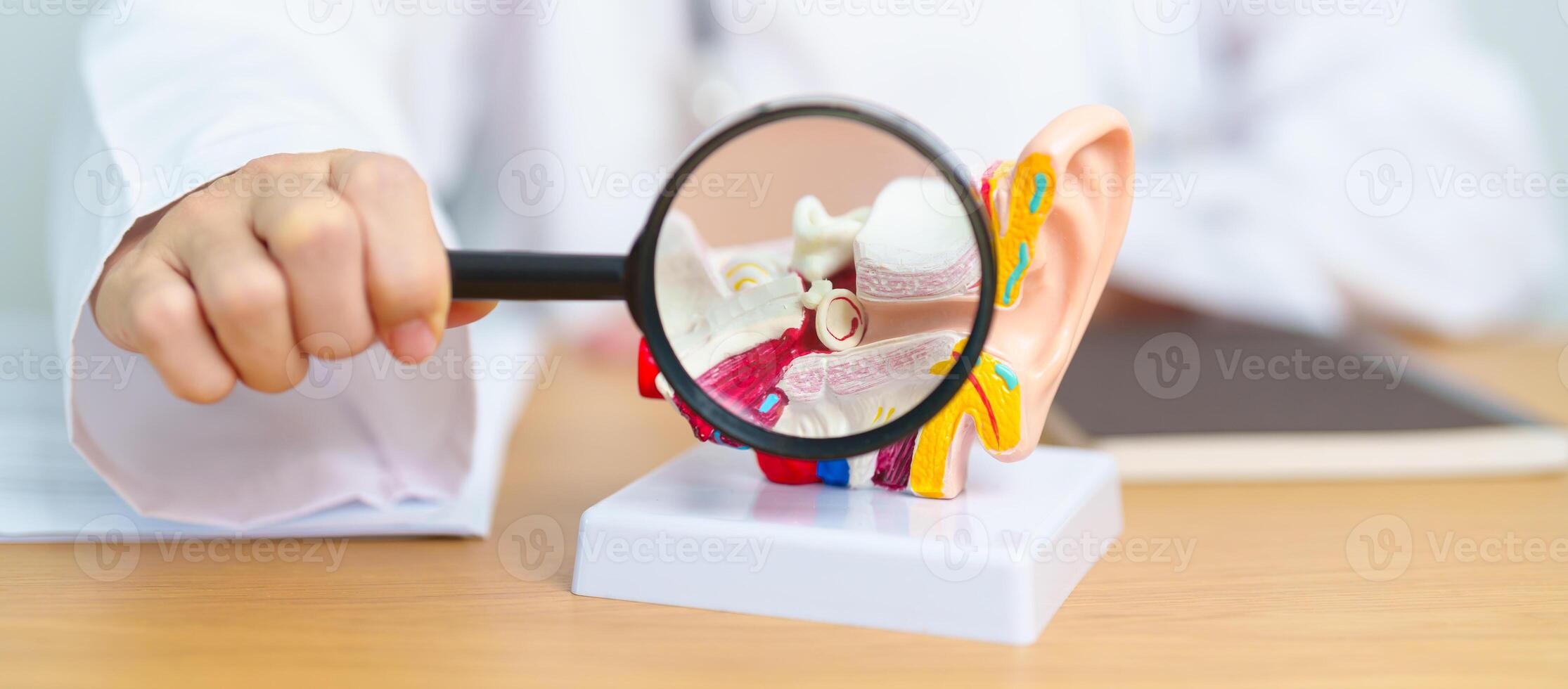 Doctor with human Ear anatomy model with magnifying glass. Ear disease, Atresia, Otitis Media, Pertorated Eardrum, Meniere syndrome, otolaryngologist, Ageing Hearing Loss, Schwannoma and Health photo
