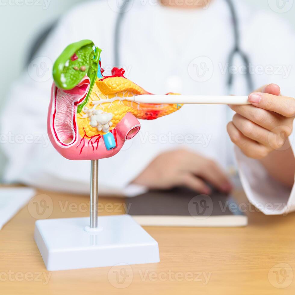Doctor with human Pancreatitis anatomy model with Pancreas, Gallbladder, Bile Duct, Duodenum, Small intestine and tablet. Pancreatic cancer, acute pancreatitis and Digestive system photo