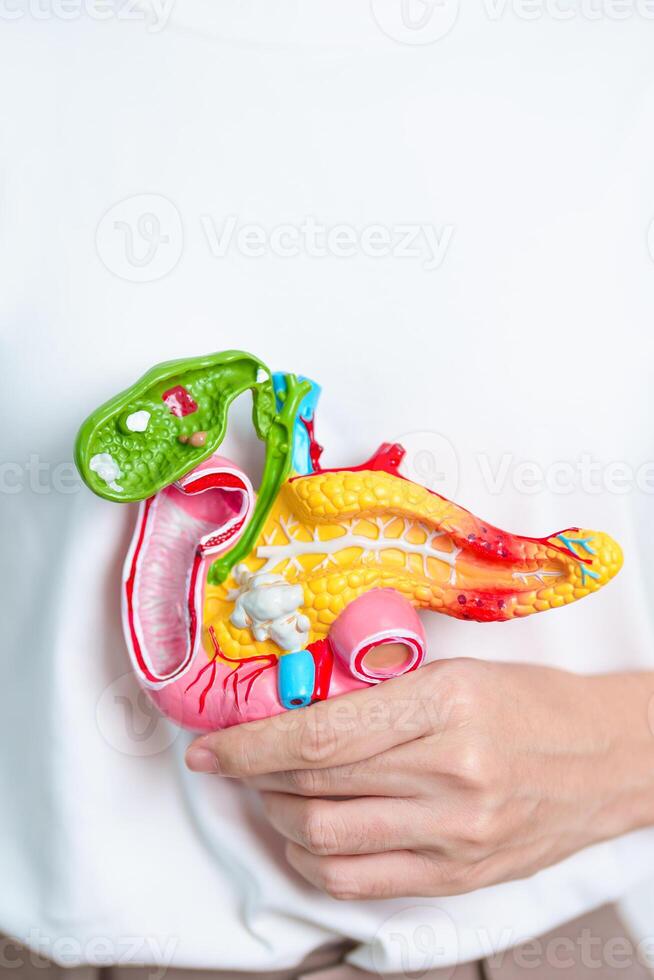 Woman holding human Pancreatitis anatomy model with Pancreas, Gallbladder, Bile Duct, Duodenum, Small intestine. Pancreatic cancer, Acute and Chronic pancreatitis, Digestive system and Health concept photo
