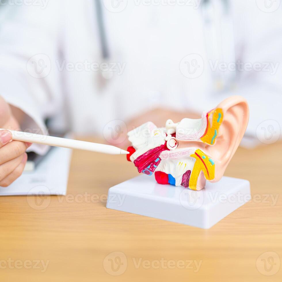 Doctor with human Ear anatomy model. Ear disease, Atresia, Otitis Media, Pertorated Eardrum, Meniere syndrome, otolaryngologist, Ageing Hearing Loss, Schwannoma and Health photo