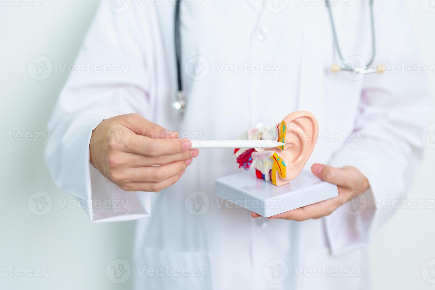 Doctor with human Ear anatomy model. Ear disease, Atresia, Otitis Media, Pertorated Eardrum, Meniere syndrome, otolaryngologist, Ageing Hearing Loss, Schwannoma and Health photo
