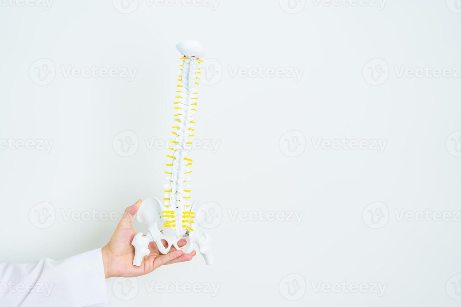 Doctor with human Spine anatomy model. Spinal Cord Disorder and disease, Back pain, Lumbar, Sacral pelvis, Cervical neck, Thoracic, Coccyx, Orthopedist, chiropractic, Office Syndrome and health photo