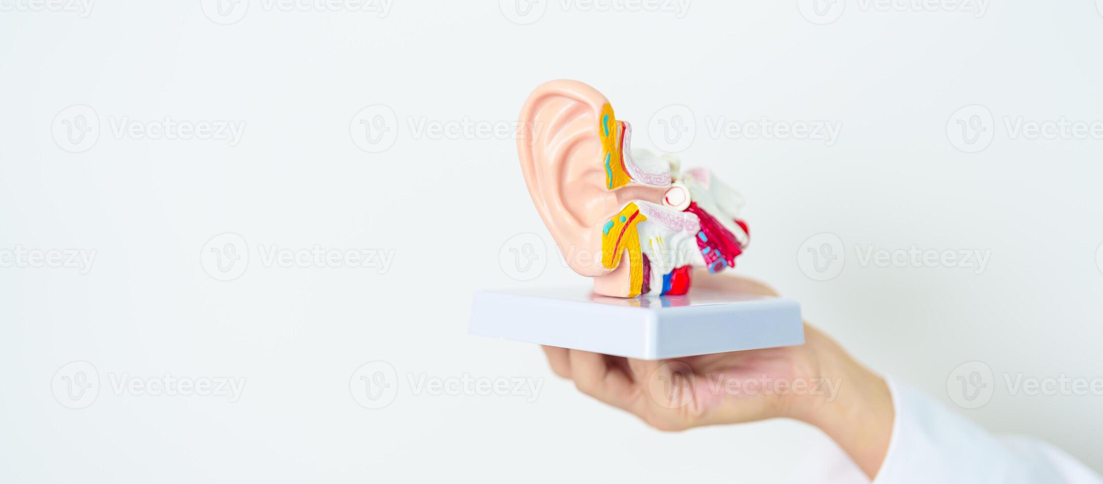 Doctor holding human Ear anatomy model. Ear disease, Atresia, Otitis Media, Pertorated Eardrum, Meniere syndrome, otolaryngologist, Ageing Hearing Loss, Schwannoma and Health photo