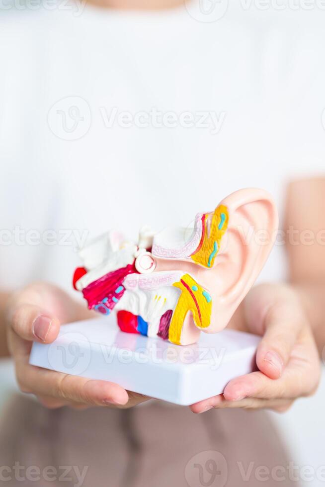 Woman holding human Ear anatomy model. Ear disease, Atresia, Otitis Media, Pertorated Eardrum, Meniere syndrome, otolaryngologist, Ageing Hearing Loss, Schwannoma and Health photo