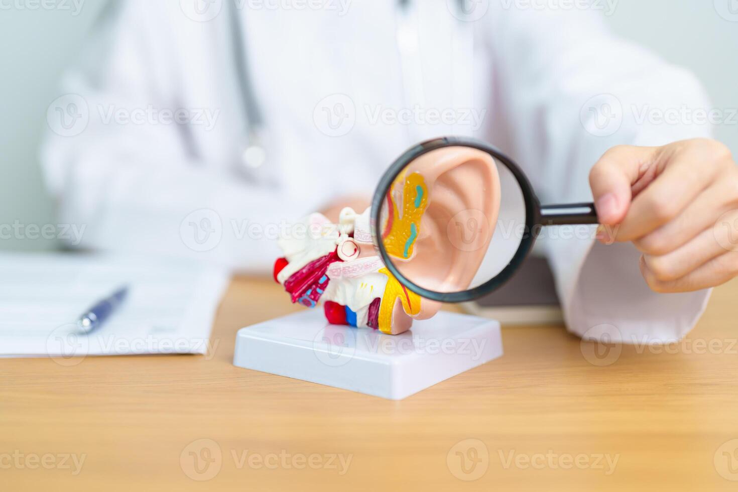Doctor with human Ear anatomy model with magnifying glass. Ear disease, Atresia, Otitis Media, Pertorated Eardrum, Meniere syndrome, otolaryngologist, Ageing Hearing Loss, Schwannoma and Health photo