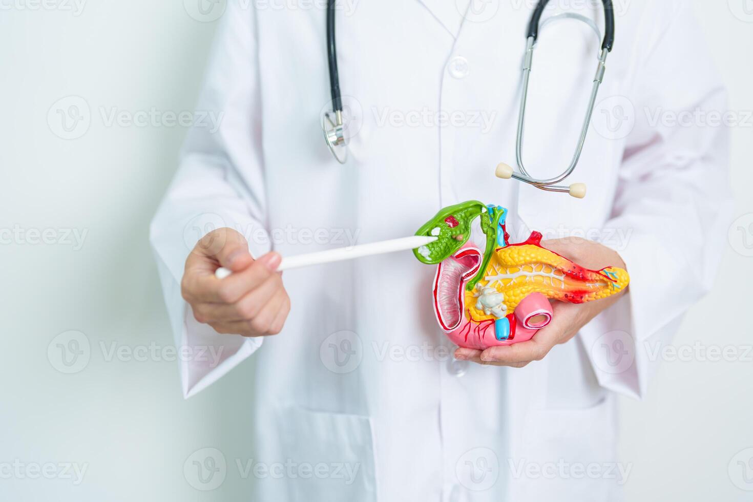 Doctor with human Pancreatitis anatomy model with Pancreas, Gallbladder, Bile Duct, Duodenum, Small intestine. Pancreatic cancer, Acute and Chronic pancreatitis, Digestive system and Health concept photo