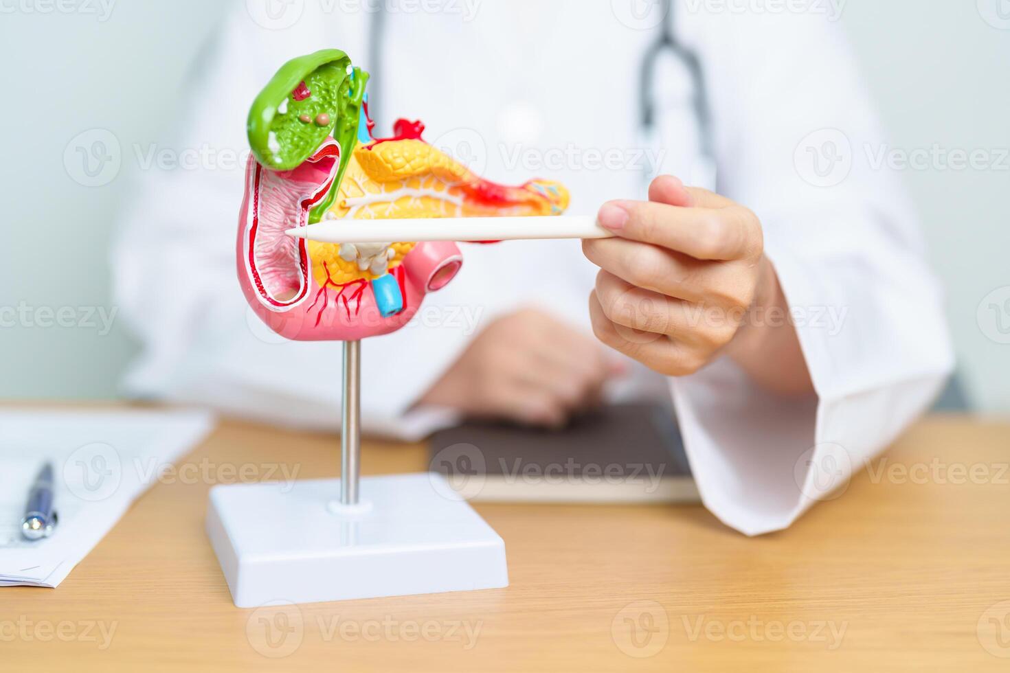 Doctor with human Pancreatitis anatomy model with Pancreas, Gallbladder, Bile Duct, Duodenum, Small intestine and tablet. Pancreatic cancer, acute pancreatitis and Digestive system photo