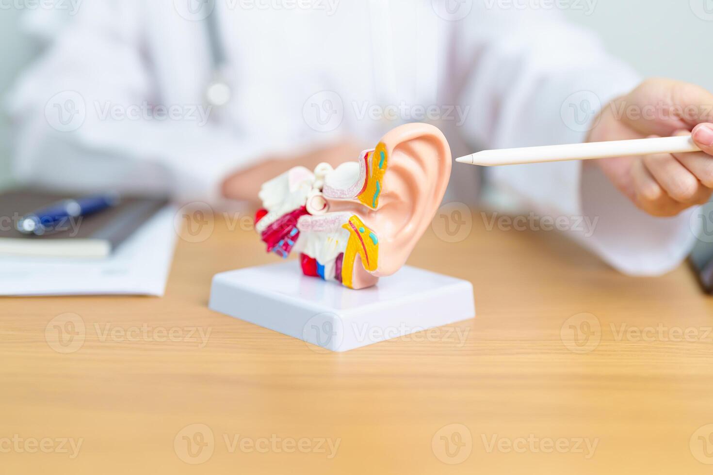 Doctor with human Ear anatomy model. Ear disease, Atresia, Otitis Media, Pertorated Eardrum, Meniere syndrome, otolaryngologist, Ageing Hearing Loss, Schwannoma and Health photo