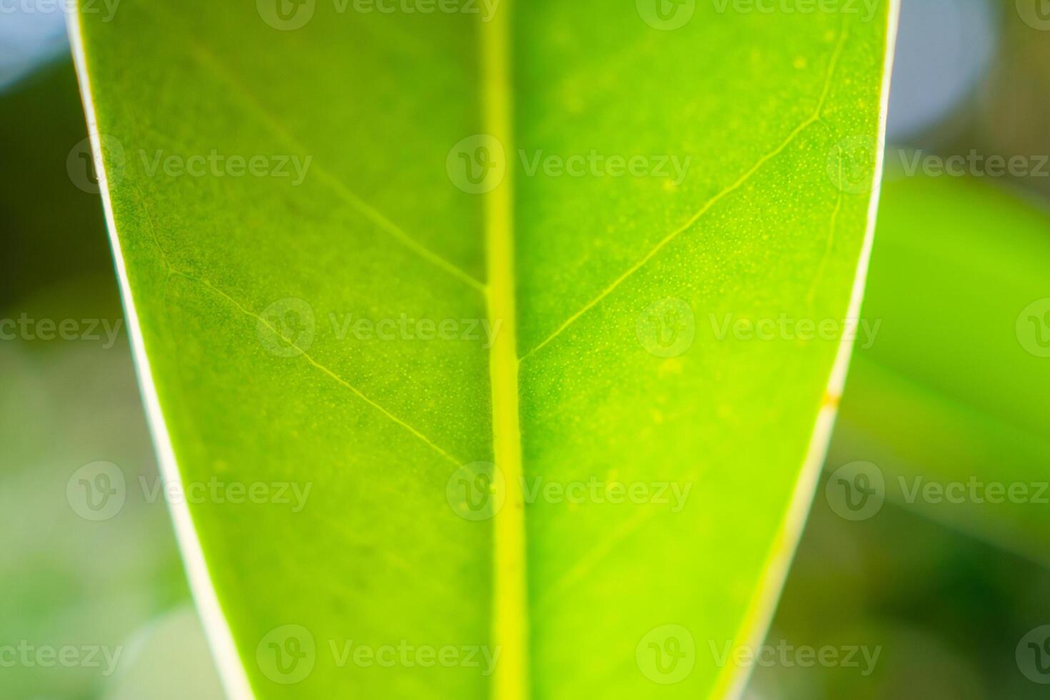 Natural plant green leaf in garden with bokeh background photo