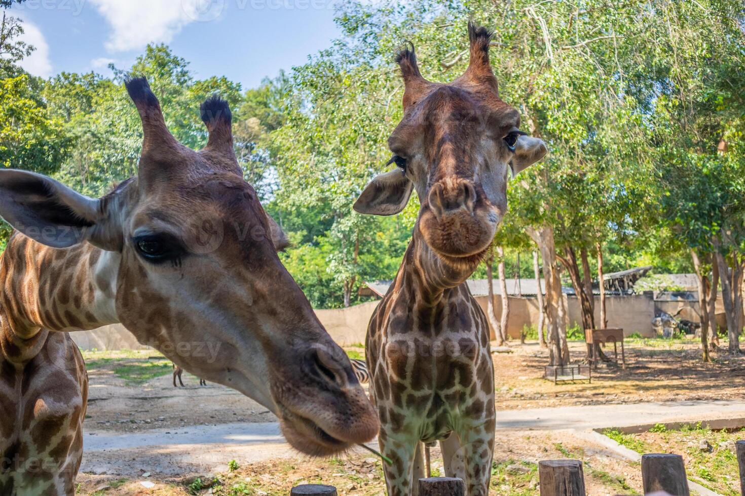 Giraffe long neck safari animal with green tree background photo