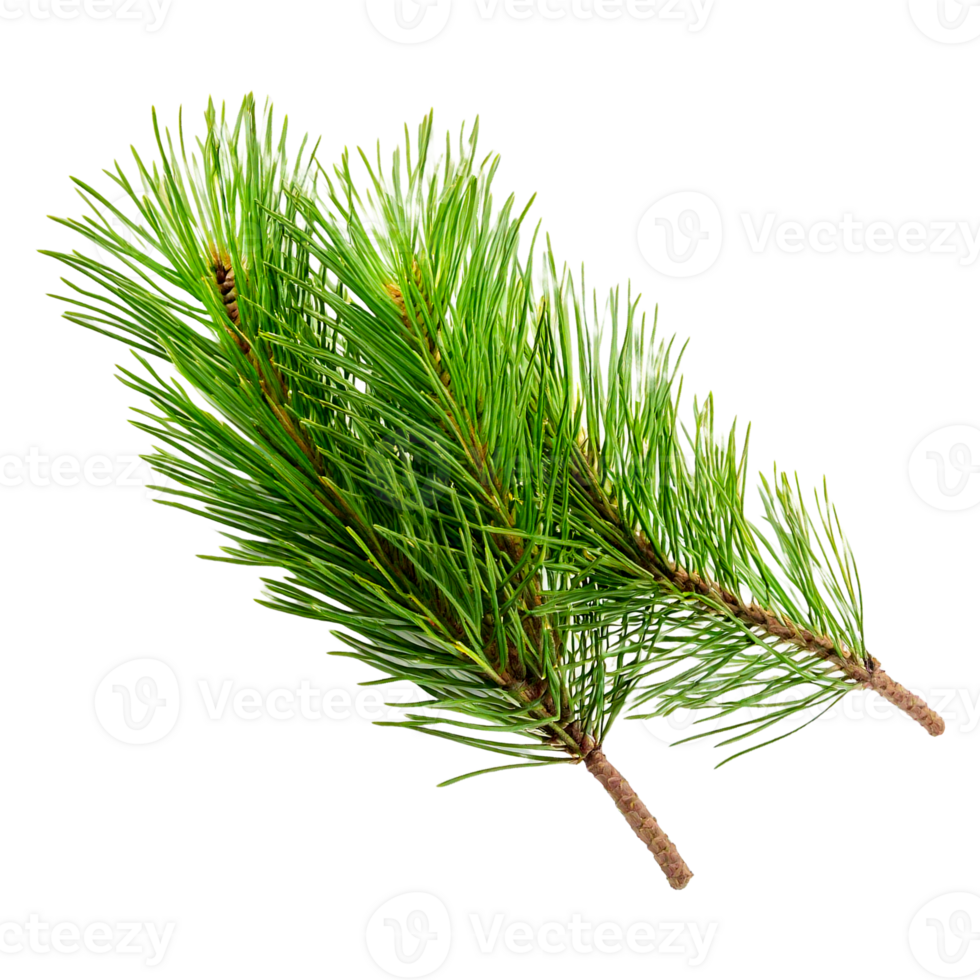 pine branch with cones png