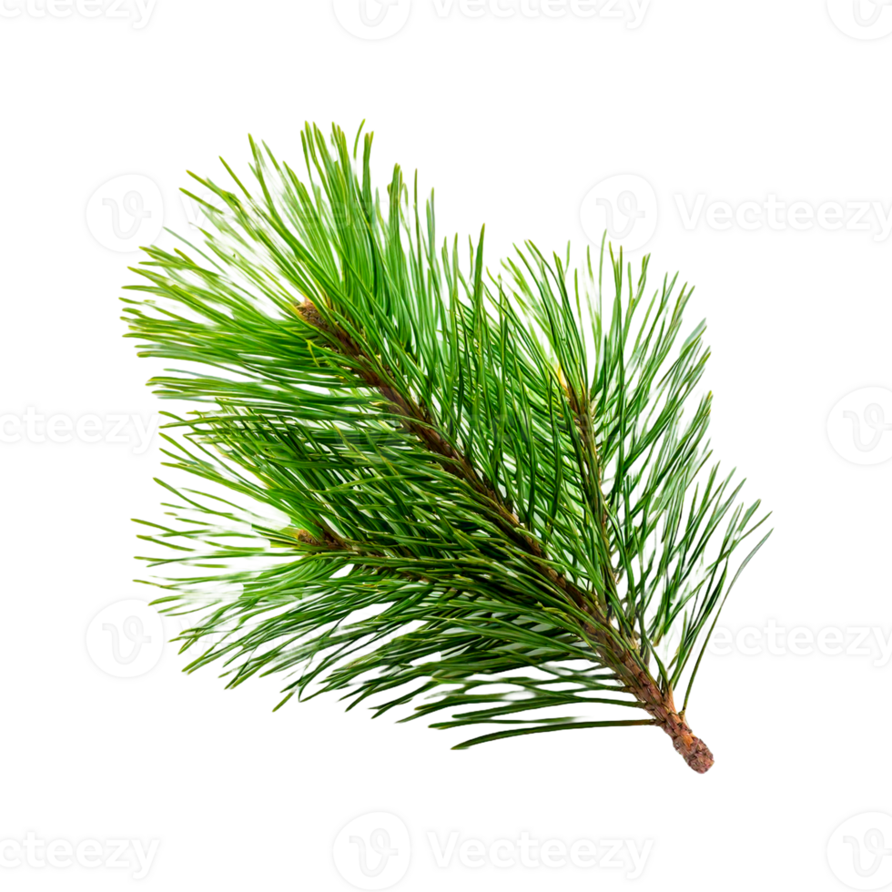 pine branch with cone, Christmas element png