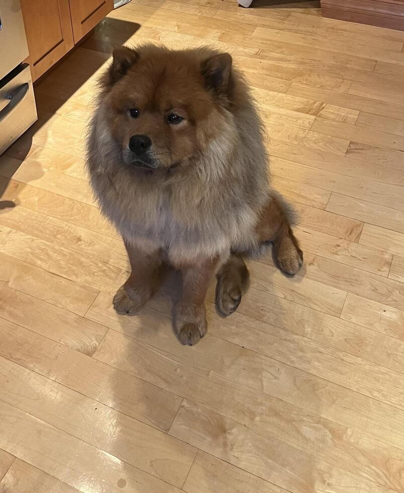 Chow Chow Sitting photo