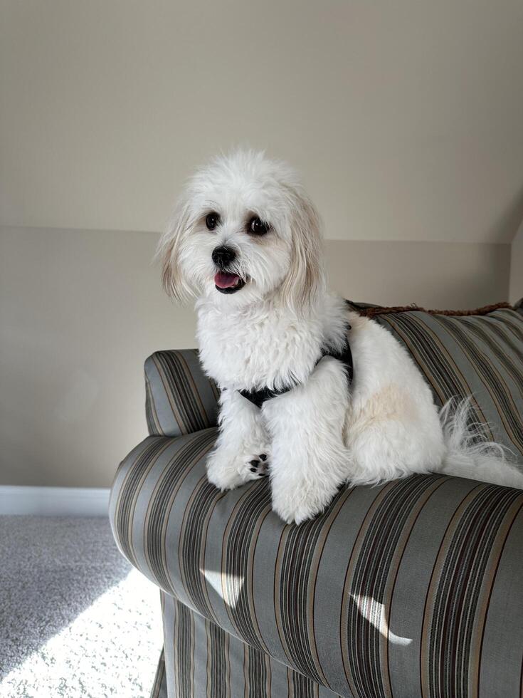 Little fluffy white dog on couch photo