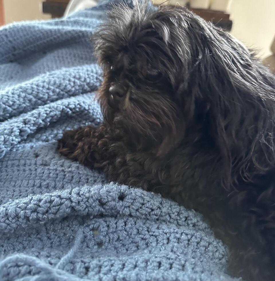 Black puppy on lap photo