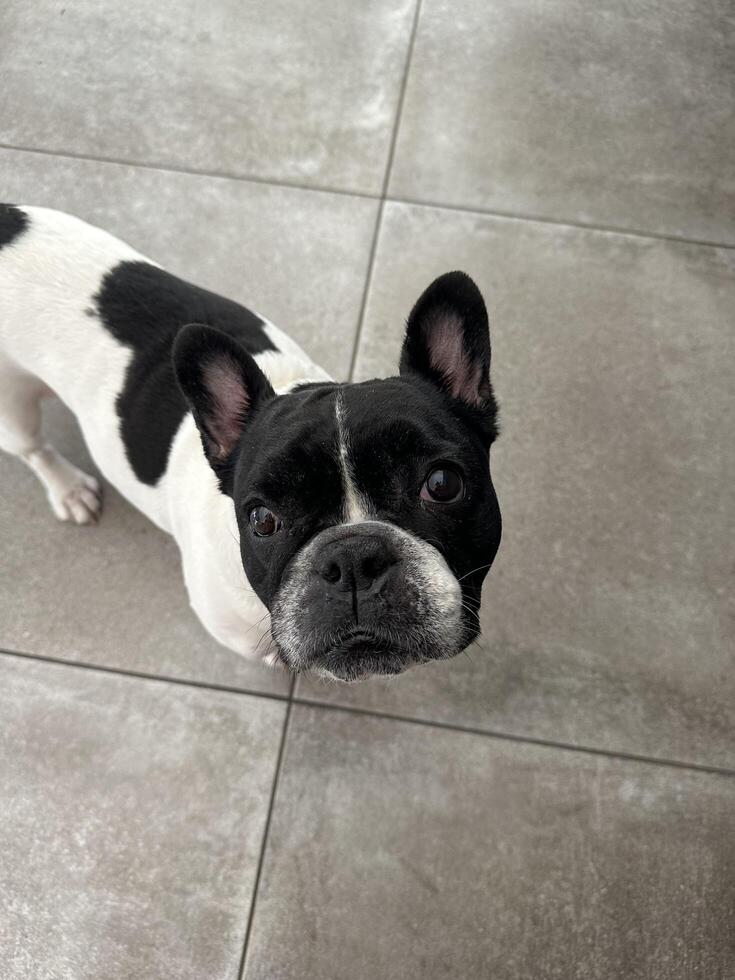 Frenchie puppy dog photo