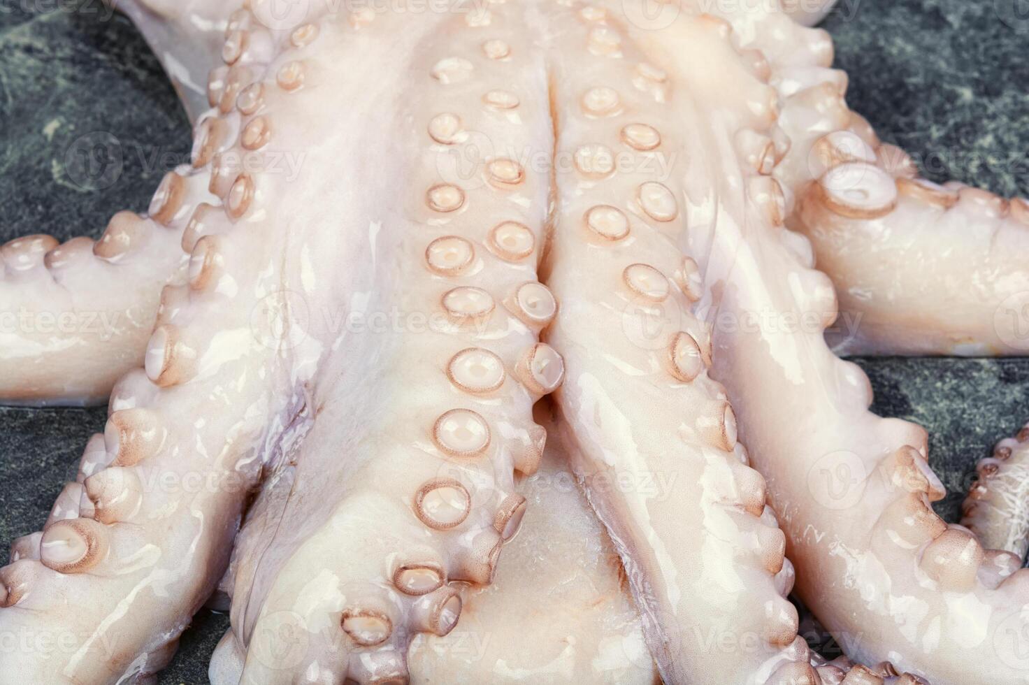 Fresh raw octopus cuttlefish ocean gourmet photo