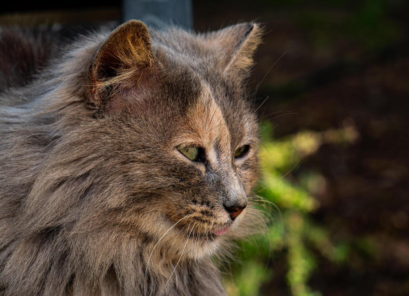 A Majestic Cat, adorned with earthy textures, is beautifully captured in sunlights glow photo