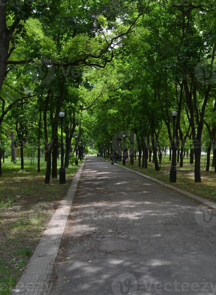 A serene park pathway surrounded by tall green trees on a sunny day. The pathway is paved and lined with street lamps, creating a tranquil setting perfect for a peaceful walk or relaxation. photo