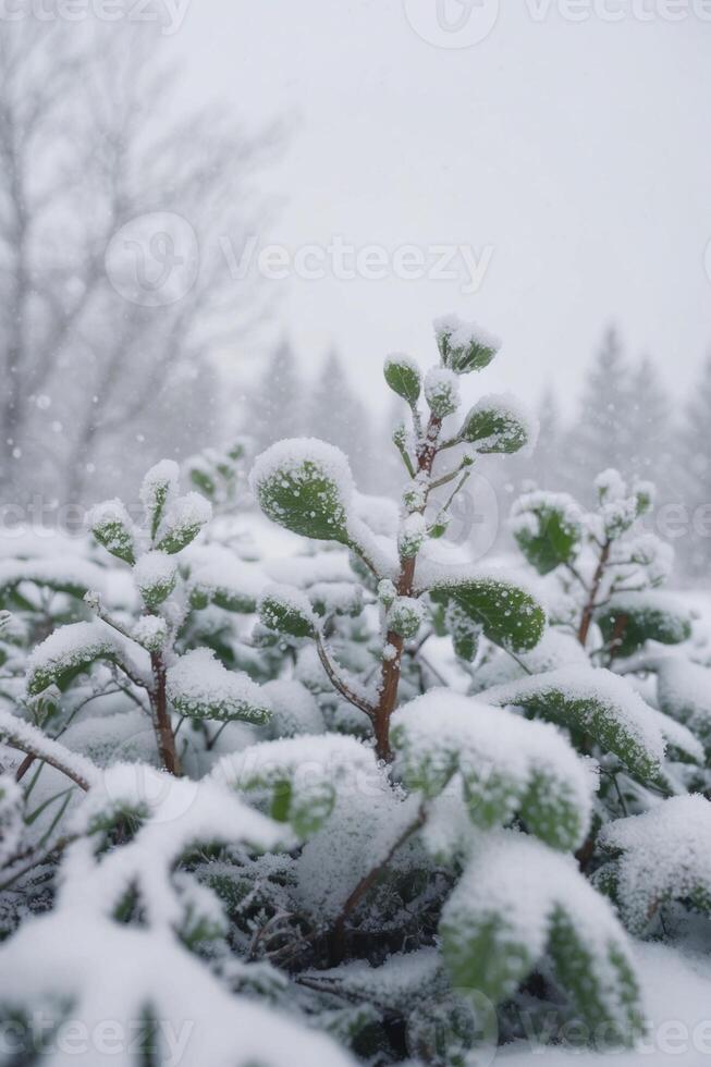 A snow-covered pine leaf in a winter forest with a soft, blurred background of a snow-dusted forest . photo