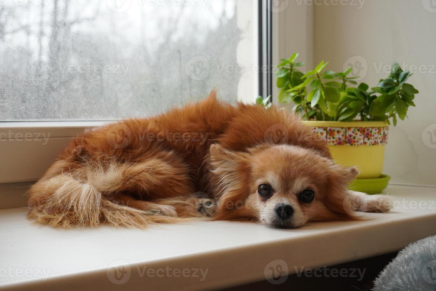 Chihuahua dog lies on the windowsill by the window. Cloudy, rainy, gray day. Portrait of a sad dog. Home comfort. photo