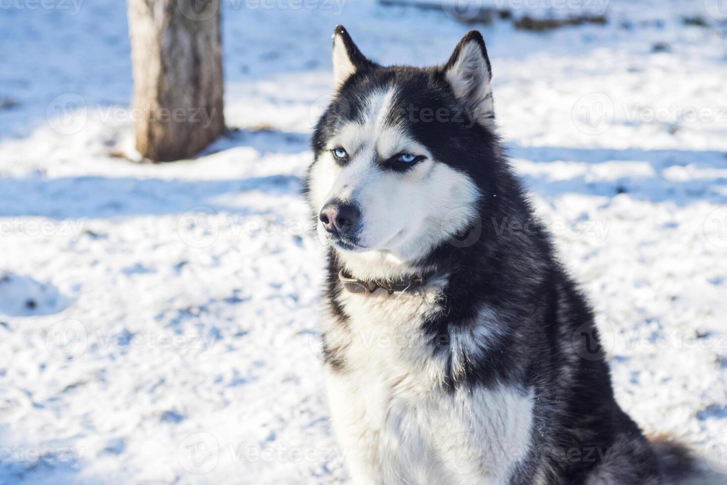 Muzzle of Siberian Husky dog on snow background on bright sunny day photo