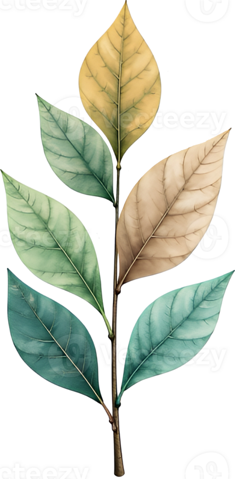 A leaf with different colors on it png