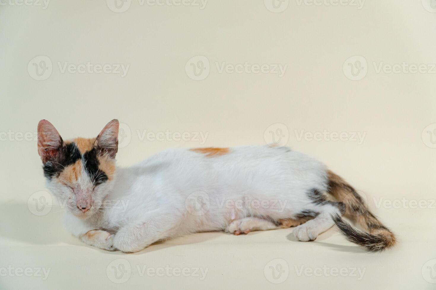 Close-up of an adult domestic cat relaxing on a white background. The photo concept of a white cat with patterns posing lazily on a white background, looks very relaxed and cute