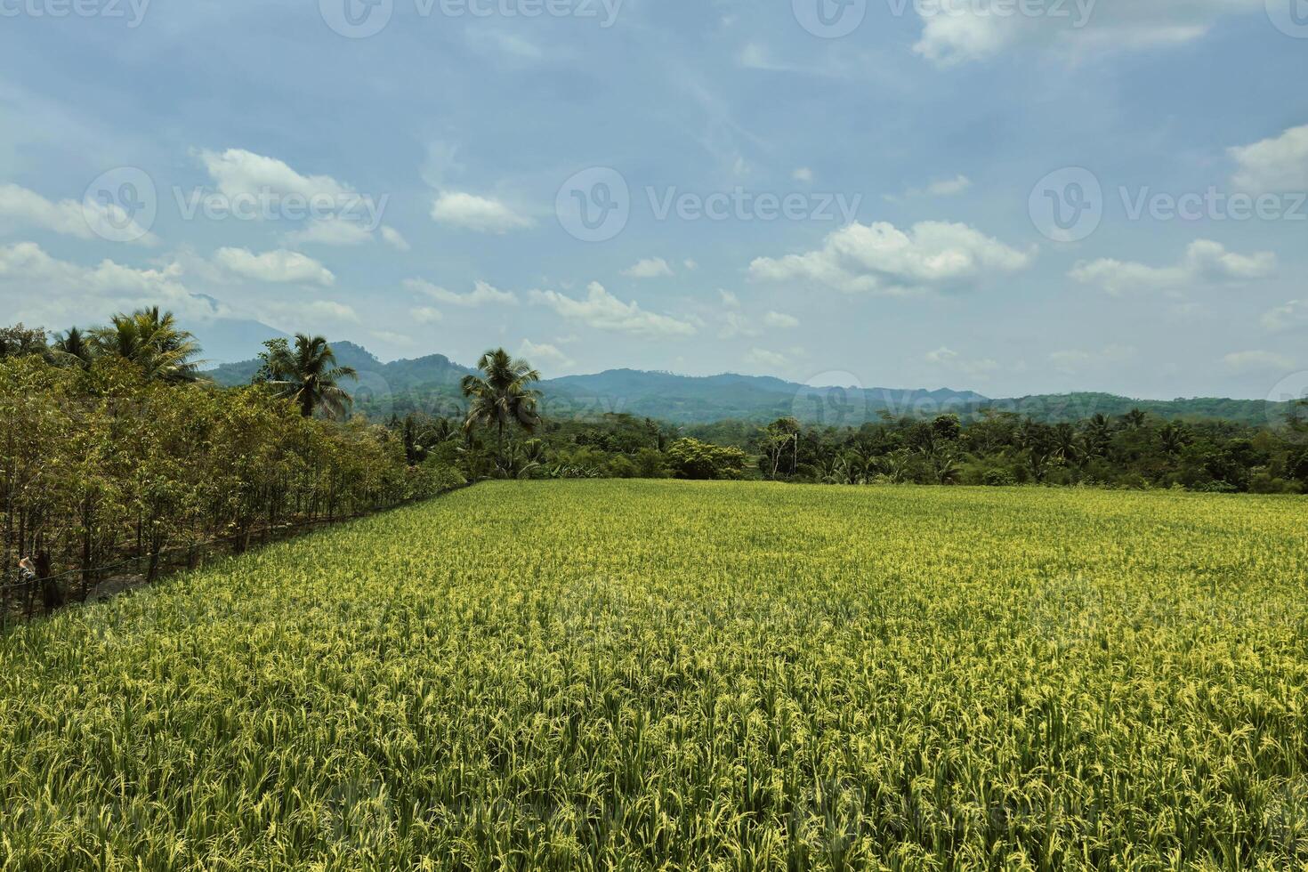 A very large rice field area with a backdrop of hills and trees on a sunny day. green rice fields in a beautiful and calm village with a blue sky as a background, so beautiful and peaceful photo