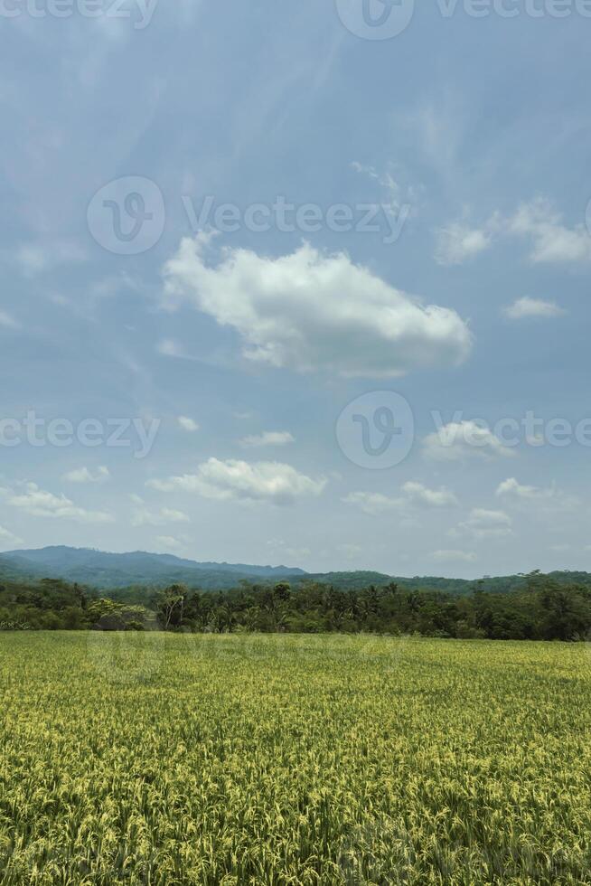 A very large rice field area with a backdrop of hills and trees on a sunny day. green rice fields in a beautiful and calm village with a blue sky as a background, so beautiful and peaceful photo