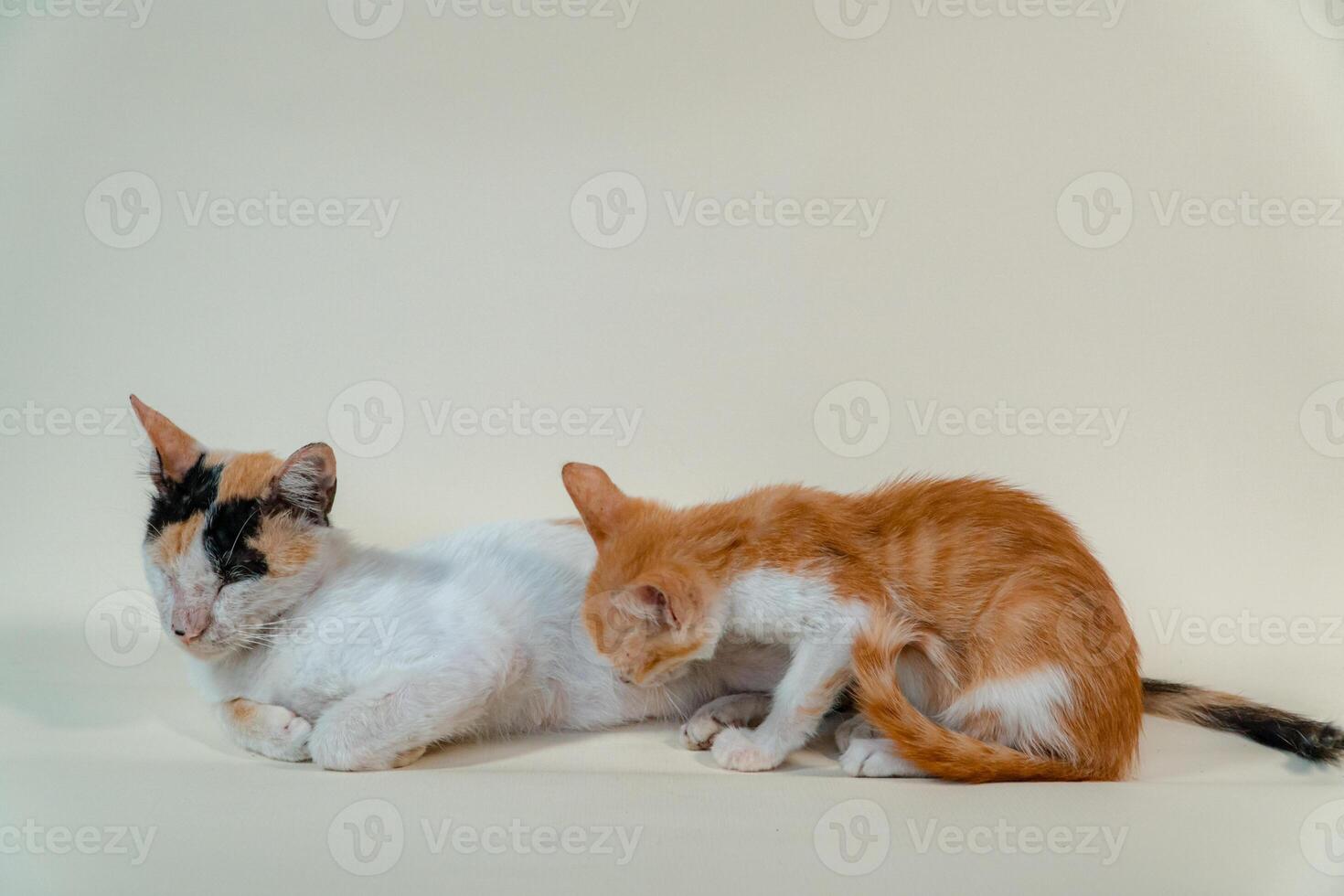 Close-up of a domestic kitten relaxing on a white background. The photo concept of an orange kitten posing lazily and leaning against its mother, looks very relaxed and cute