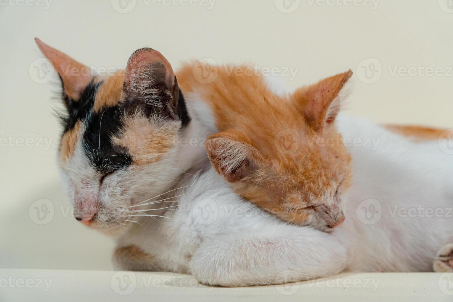 Close-up of a domestic kitten relaxing on a white background. The photo concept of an orange kitten posing lazily and leaning against its mother, looks very relaxed and cute