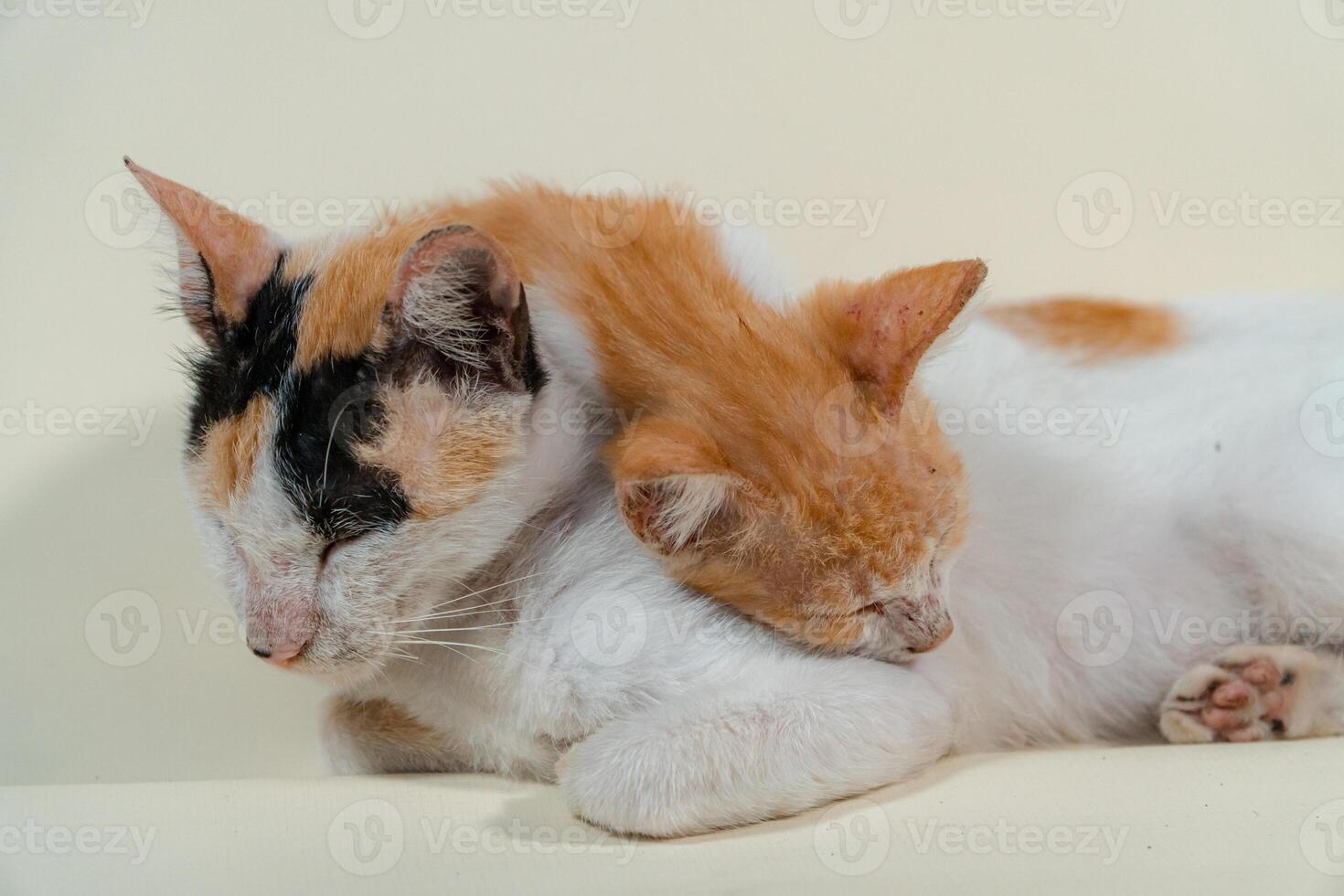 Close-up of a domestic kitten relaxing on a white background. The photo concept of an orange kitten posing lazily and leaning against its mother, looks very relaxed and cute