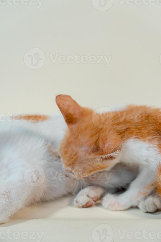 Close-up of a domestic kitten relaxing on a white background. The photo concept of an orange kitten posing lazily and leaning against its mother, looks very relaxed and cute
