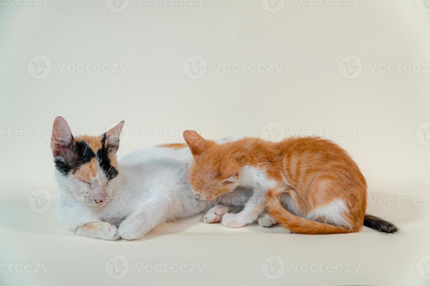 Close-up of a domestic kitten relaxing on a white background. The photo concept of an orange kitten posing lazily and leaning against its mother, looks very relaxed and cute