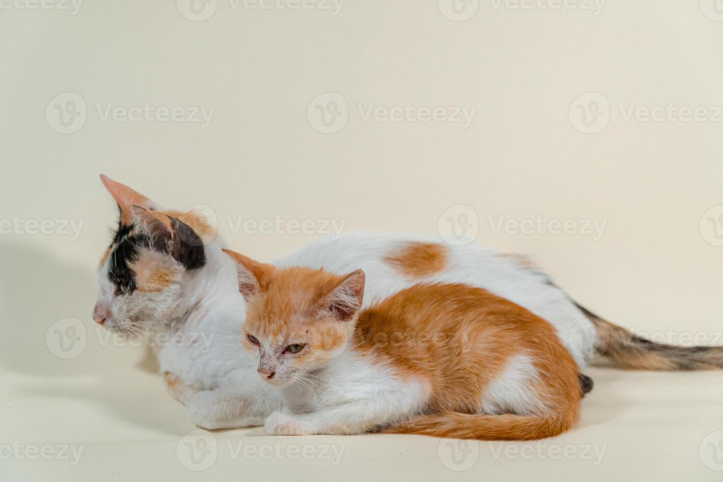 Close-up of a domestic kitten relaxing on a white background. The photo concept of an orange kitten posing lazily and leaning against its mother, looks very relaxed and cute