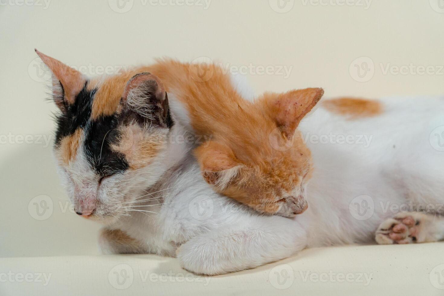 Close-up of a domestic kitten relaxing on a white background. The photo concept of an orange kitten posing lazily and leaning against its mother, looks very relaxed and cute