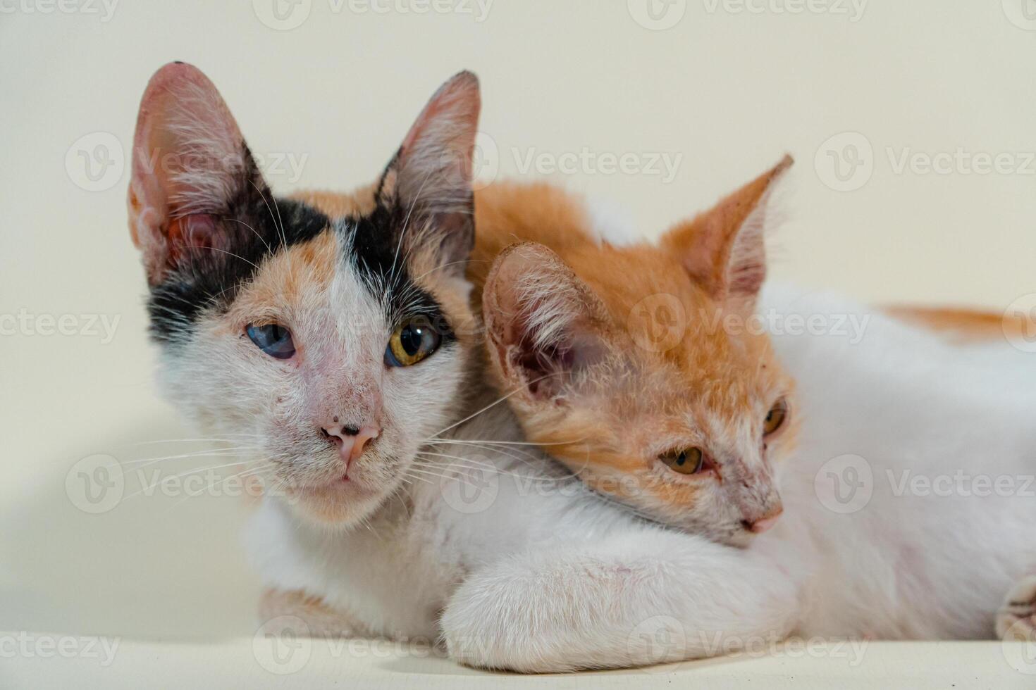 Close-up of a domestic kitten relaxing on a white background. The photo concept of an orange kitten posing lazily and leaning against its mother, looks very relaxed and cute