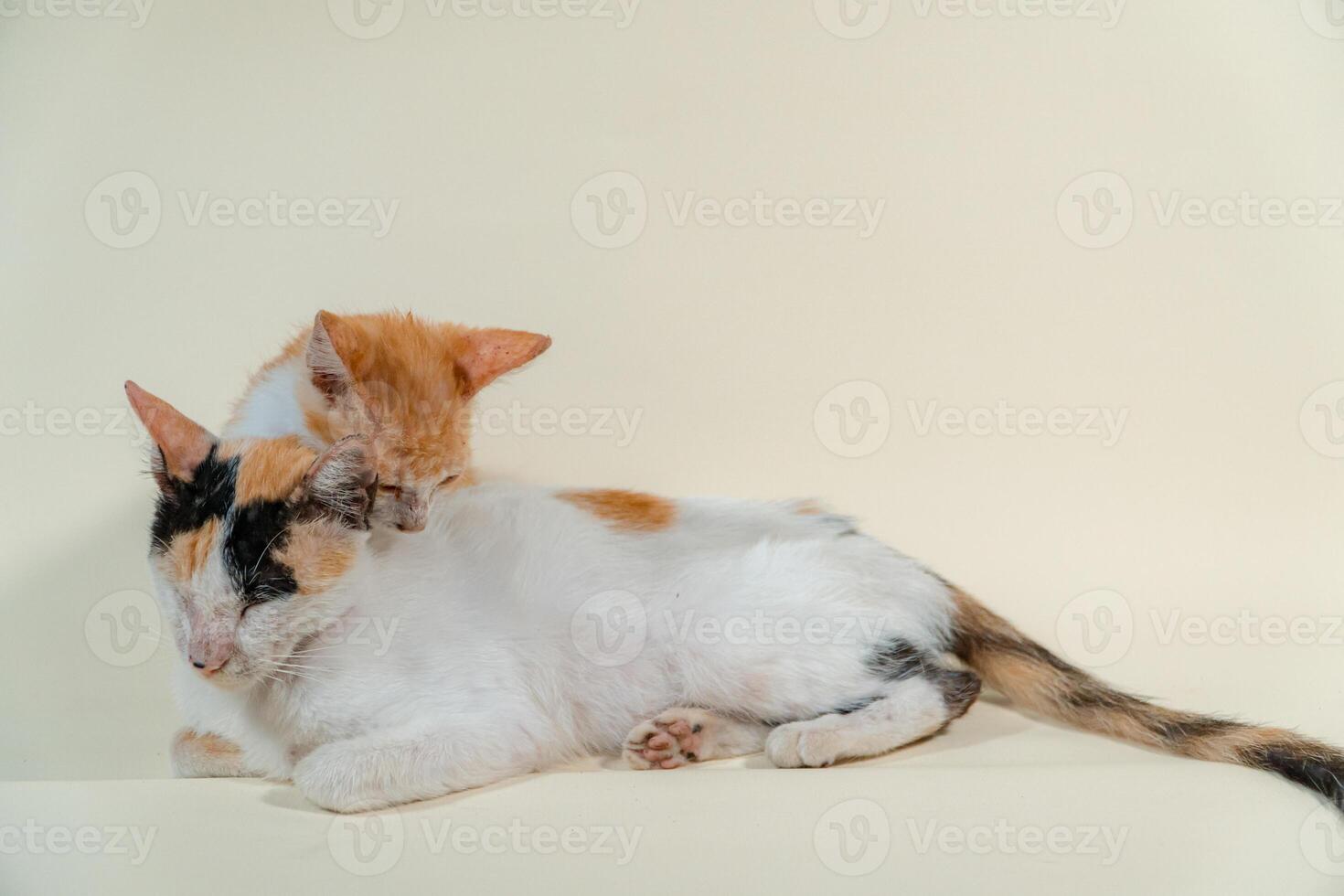Close-up of a domestic kitten relaxing on a white background. The photo concept of an orange kitten posing lazily and leaning against its mother, looks very relaxed and cute