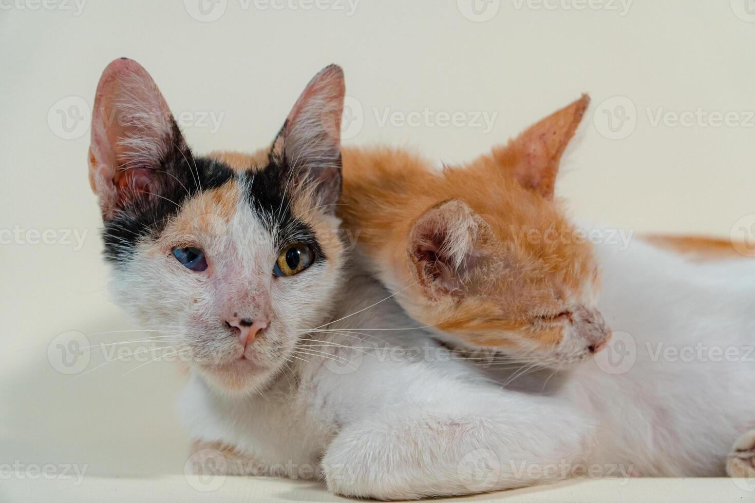 Close-up of a domestic kitten relaxing on a white background. The photo concept of an orange kitten posing lazily and leaning against its mother, looks very relaxed and cute